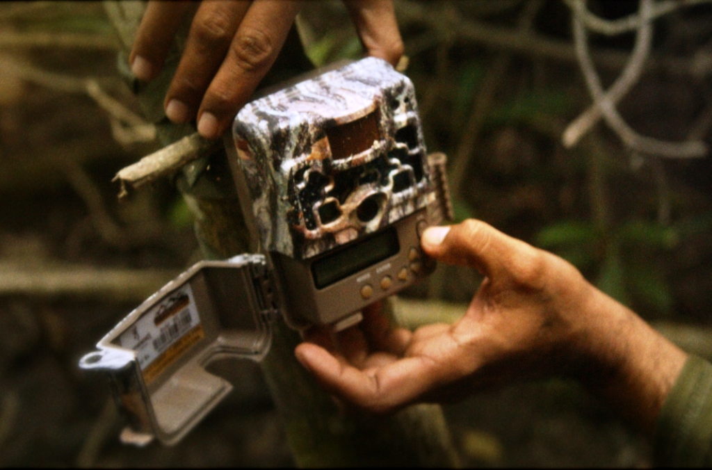 sistema-basado-en-ia-permite-equipo-de-conservacion-identificar-5-jaguares