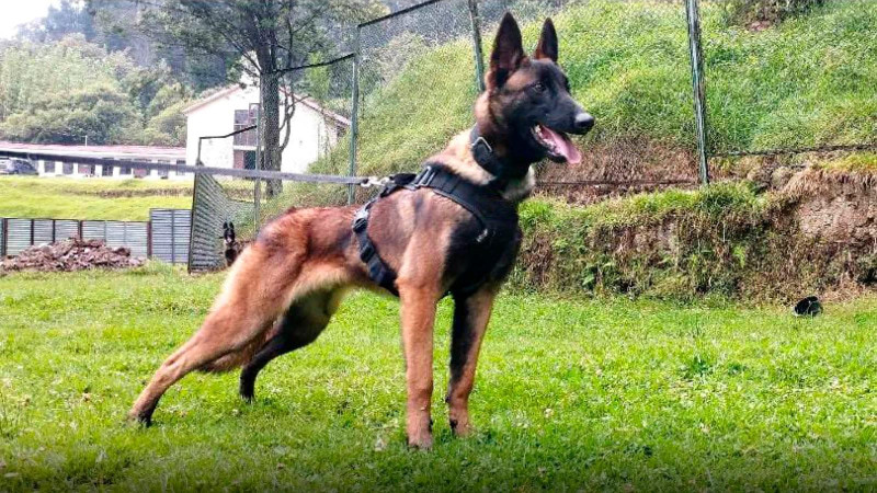 colombia:-es-casi-imposible-hallar-a-wilson,-el-perro-que-participo-en-rescate-de-ninos-en-la-selva