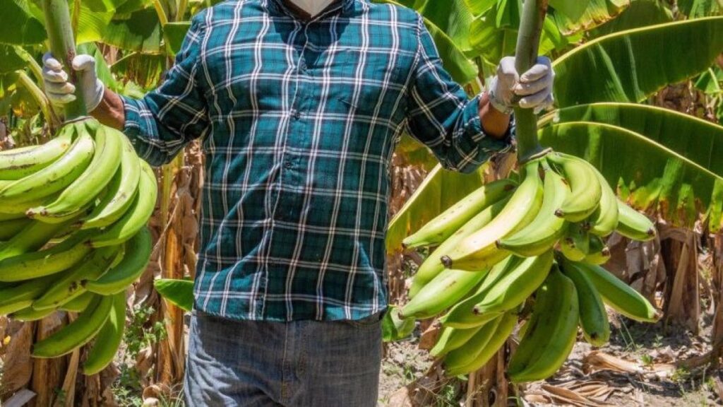 mas-de-2,500-tareas-de-platano-en-riesgo-en-barahona-por-falta-de-riego