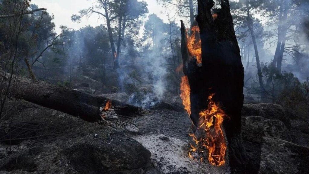 espana-y-francia-afrontan-una-crisis-por-incendios-forestales-con-mas-de-285.000-afectados