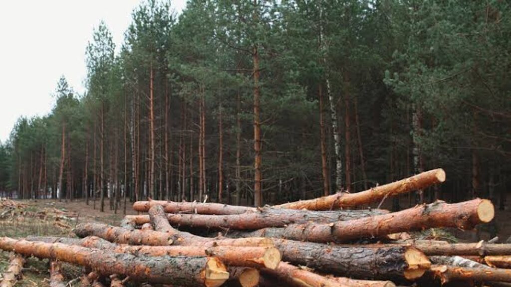 medio-ambiente-arresto-7,685-personas-por-ocasionar-danos-a-la-naturaleza-en-ultimos-6-meses