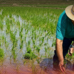Siembra de arroz en República Dominicana cae 11 % en el primer semestre de 2026